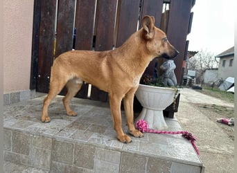 Kubu, geb. 01.06.2024, 40 cm, sucht ein Für-Immer-Zuhause