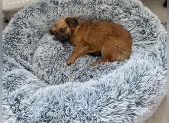 Brownie und Mirabell - verspieltes, freundliches, katzenverträgliches Doppel / noch in Rumänien