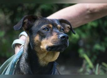 Fido SI – Ein aktiver Hund auf der Suche nach einem erfahrenen Zuhause