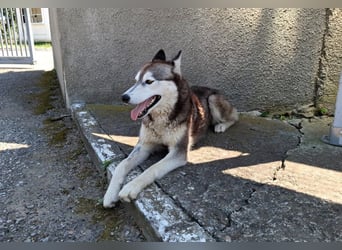 Saphira - liebe, menschenbezogene, aktive Sibirian-Husky-Mix Hündin / z.Zt. noch in Rumänien