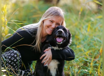 Der aktive und intelligente Thor sucht eine Familie