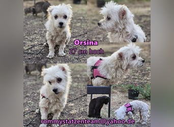 Orsina sollte ihr Leben verlieren