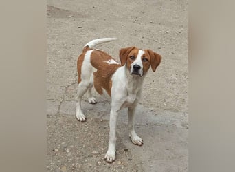 Herzensbrecher und Sunnyboy „Sammy“ - sucht seine Familie