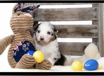 Traumhafte Australian Shepherd Welpen