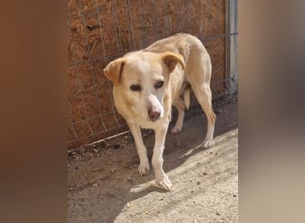 ⭐️AIDA⭐️, Hündin, 9 Jahre, 36 cm, Mischling, Tierschutz