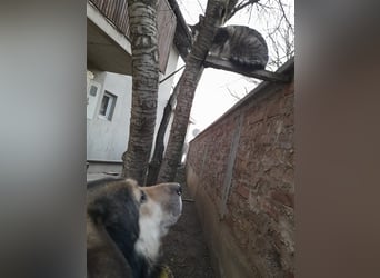 Maxx – ein gutmütiger Schatz