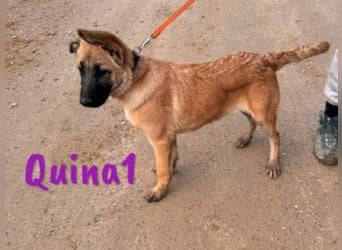 Quina1 06/2024 (ESP) - bezaubernde, aufgeschlossene & soziale Schäferhund-Mix Welpin!