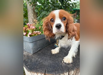 Bella, zauberhafte Hündin