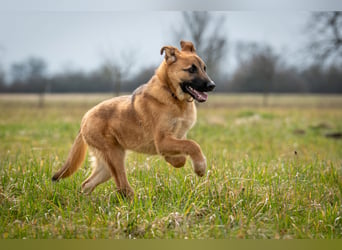 Wollen Sie Pumba kennenlernen?