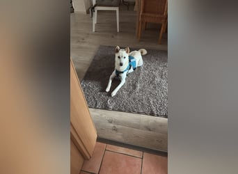 Anjey sucht ein für immer zu Hause