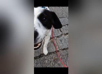 Josie sucht Herzensmensch fürs Leben