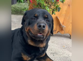 Diego