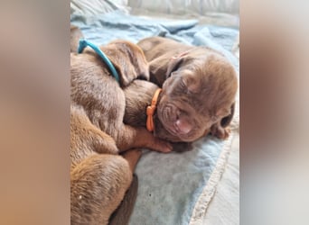 Rhodesian Ridgeback Welpen *livernose* 19./20.Mai2025
