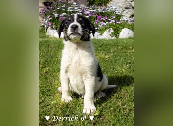Derrick sucht ab Ende Juni ein liebevolles Zuhause