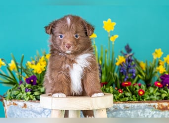 Kleinbleibende Miniature Australian Shepherd Welpen