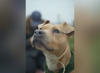 Zelma, treue Begleiterin sucht ihre Menschen
