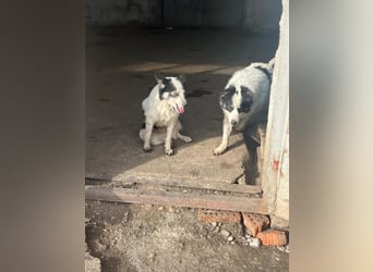 Ajuna, Husky-Collie Mix, verjagt und sich selbst überlassen