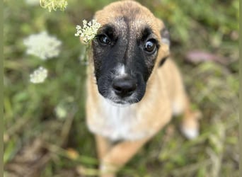Chip 245944: Hundekind sucht ein Zuhause
