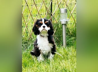 Cavalier King Charles Spaniel Tricolor Rüde
