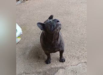 Achille sucht sein glückliches Zuhause für Immer