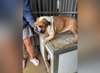 Passion, freundliches Englisch Bulldoggen Mädchen geb. 2018