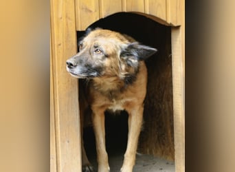 STEVE, Rüde, 9 Jahre, 53cm, Mischling, Tierschutz