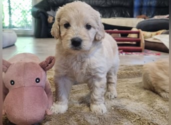 GOLDENDOODLE Traum ! Bezaubernde Welpen aus langjähriger+überprüfter Familienaufzucht.
