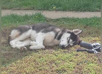 Mex, 2 Jahre jung, 55 cm, möchte viel erleben