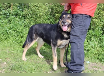 Nana, Mix Schäferhund / Collie, lieb und sozial