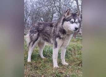 Süße Rosie ( * 04.2023 ) sucht ihr Glück