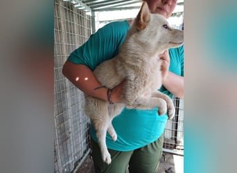 Szines PP – junge Shiba Inu-Hündin sucht geduldiges Zuhause