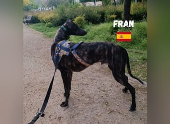 Fran,geb.05/23,anhänglicher Galgo-Bub sucht seine Familie