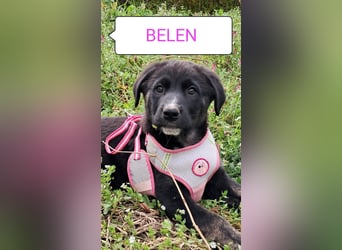 Belen sucht ihr Körbchen