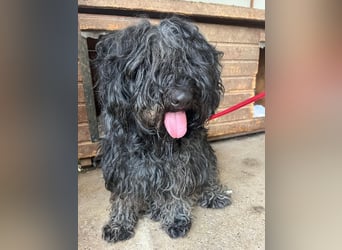 Lola, Puli-Mix, Hündin, geb.am 28.02.2022, 45 cm, 15 kg