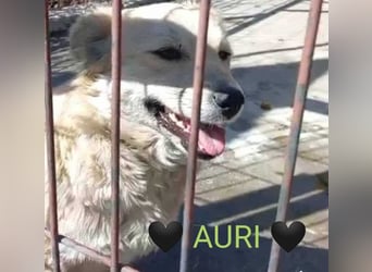AURI gerettet aus Horror Tötung von Slatina, Ostern'22