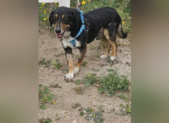 Nando: kleiner Anfängerhund