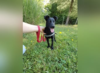 Coco Welpe Mischling Hündin aktiv, neugierig sucht Zuhause oder Pflegestelle