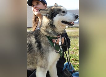 Kody, freut sich auf eine aktive Familie