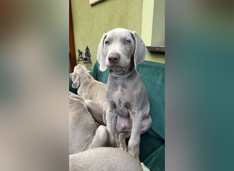 Weimaraner-Mix Welpen aus liebevoller Verpaarung – 12 kleine Wunder suchen ihr Zuhause