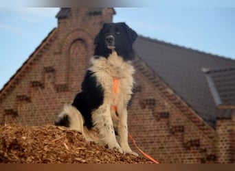 Bob - Charmanter Herdi-Mix will sich endlich binden! (47839 Krefeld)