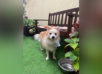 Alf SR – Freundlicher Spitz-Rüde sucht liebevolles Zuhause