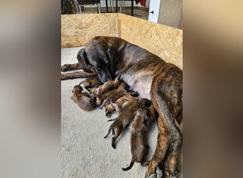 Hannoversche Schweißhund