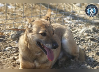 Rocco sucht ein Zuhause