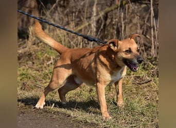 Borko S272 sucht ein ruhiges Zuhause