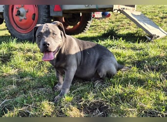 Süße Labradorwalmaraner/ American bully (pocket) Mix