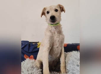 Klein ♥Marley♥ sucht seine treuen Menschen