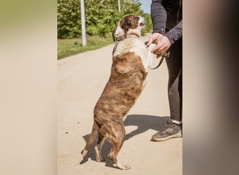 Xena, hat es nicht verdient im Tierheim alt zu werden. Ein absolut toller Familienhund!