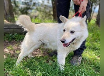 Snowy, Spitz-Mischling