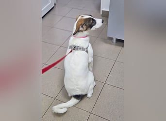 Luna - lebhafte, aktive, verspielte junge Hündin / z.Zt. noch in Rumänien