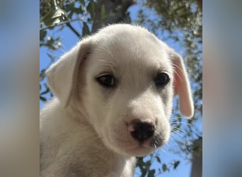 Rocky – und jetzt in die Familienhundeschule starten…….